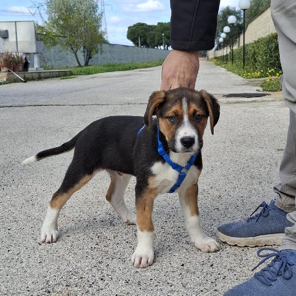 RIO cucciolo tricolore in adozione Foto 5